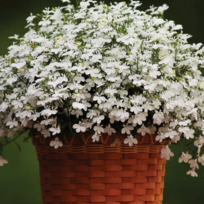 Лобелія Регатта F1 Вайт (Regatta F1 White)