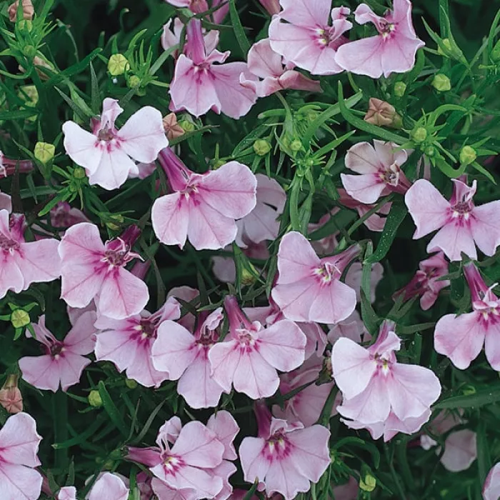 Лобелія Рівьєра F1 Лілак (Riviera F1 Lilac)