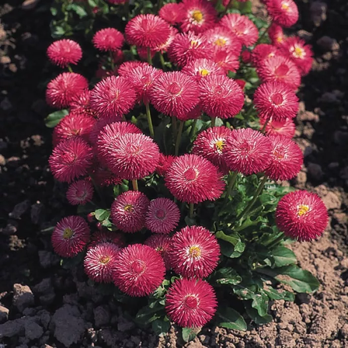 Фото Маргаритка Роглі Роуз (Rogli Rose), №2