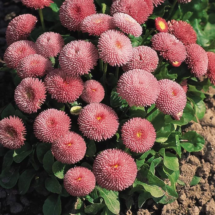 Фото Маргаритка Тассо Пинк (Tasso Pink), №2