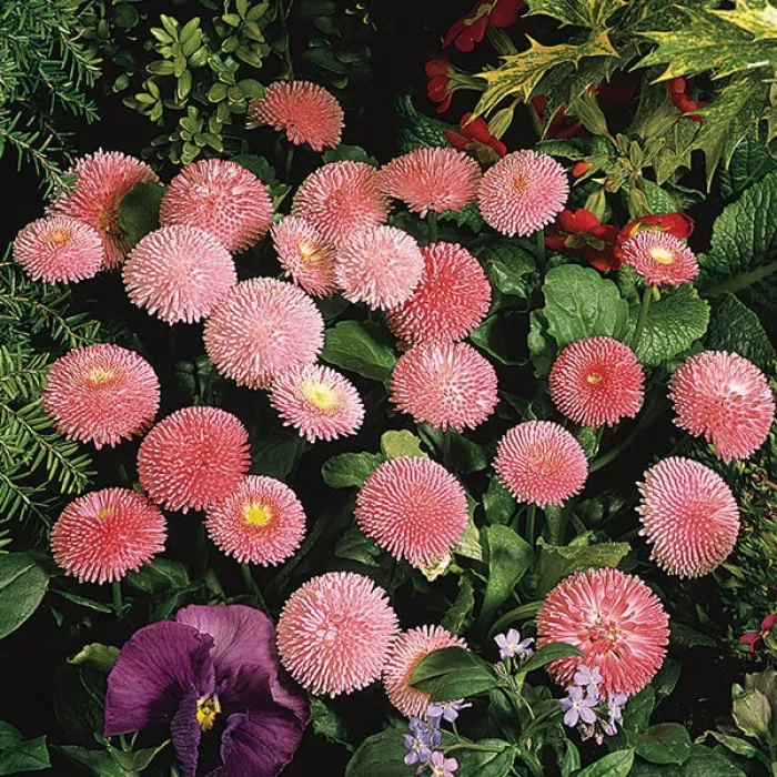 Фото Маргаритка Тассо Пинк (Tasso Pink), №3