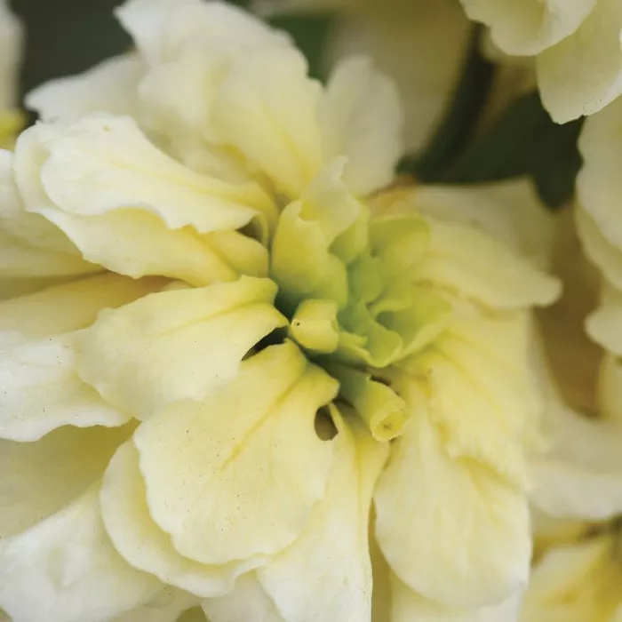 Фото Матіола Колумн Міракл Голд (Column Miracle Gold), №1