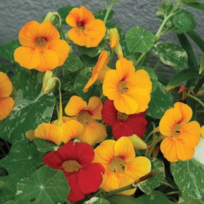 Настурція Аляска Суміш