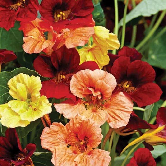 Настурція Везувій Сіміш