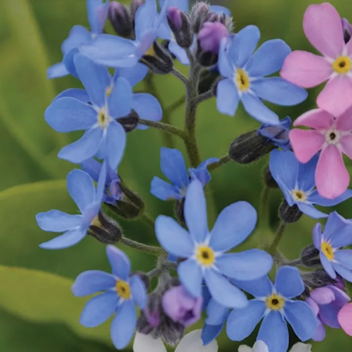 Фото Незабудка Мон Ами Блю (Mon Amie Blue), №1