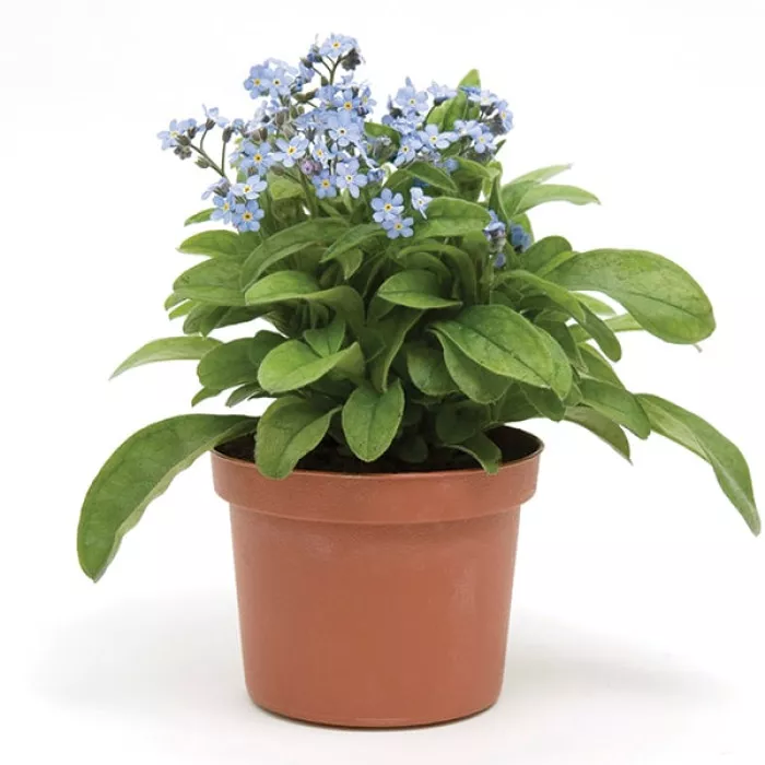 Незабудка Мон Амі Блю (Mon Amie Blue)