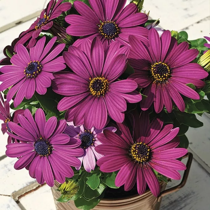 Остеоспермум Асти F1 Перпл (Asti F1 Purple)