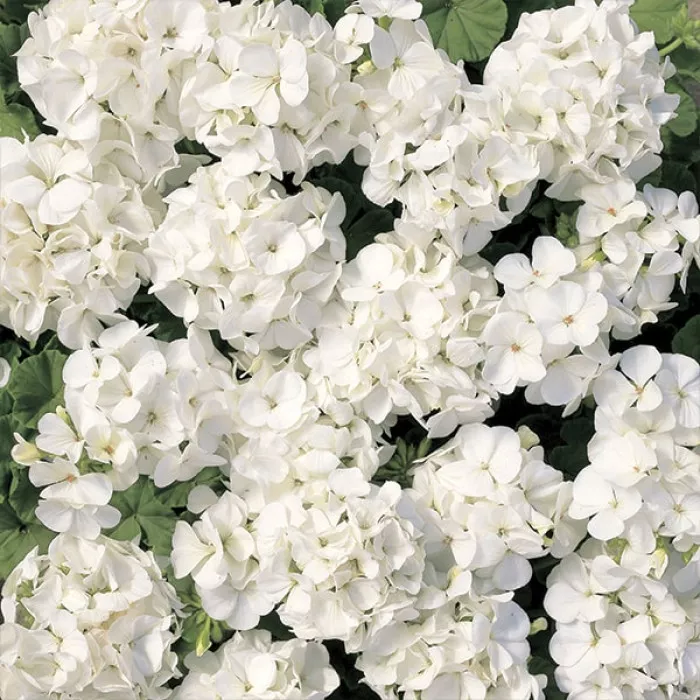 Фото Пеларгония Мультиблум F1 Вайт (Multibloom F1 White)