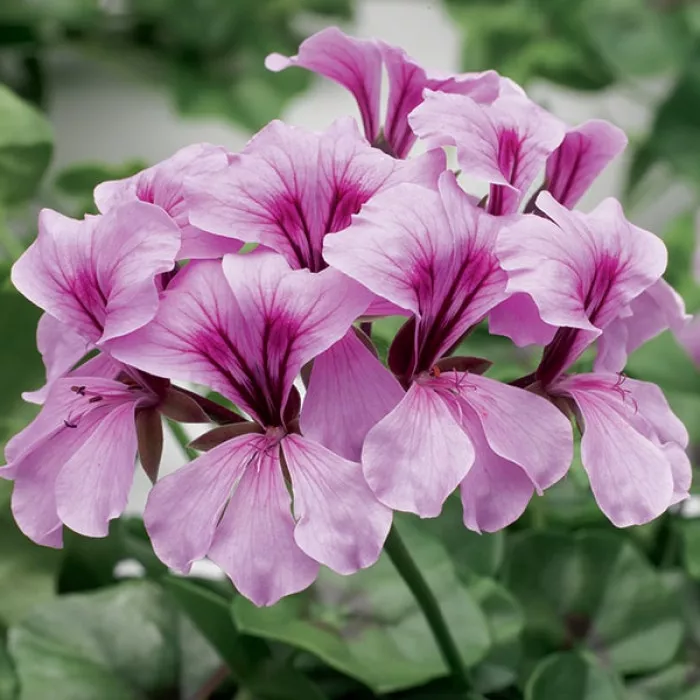 Фото Пеларгония Торнадо F1 Лилак (Tornado F1 Lilac), №1