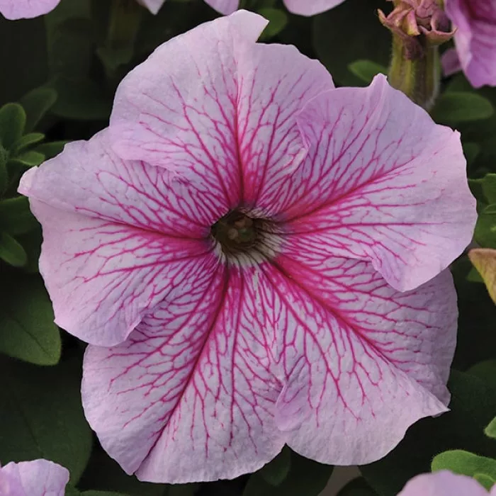 Петуния Дедди Пепперминт (Daddy Peppermint)