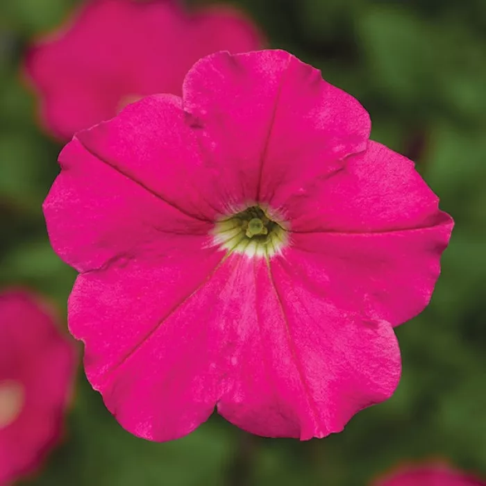Фото Петуния Дамаск F1 Роуз (Damask F1 Rose) , №1