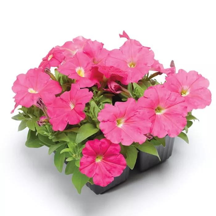 Фото Петуния Дамаск F1 Роуз (Damask F1 Rose) 