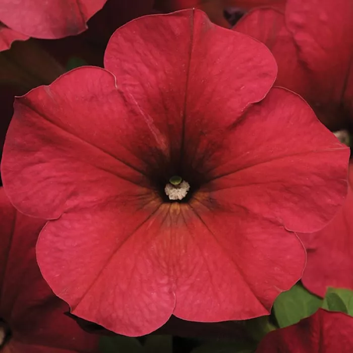 Изи Вейв Берри Велюр