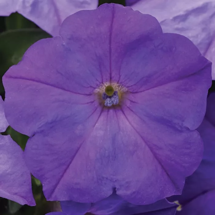 Фото Петуния Изи Вейв F1 Лавандер Скай Блю (Easy Wave F1 Lavender Sky Blue), №1