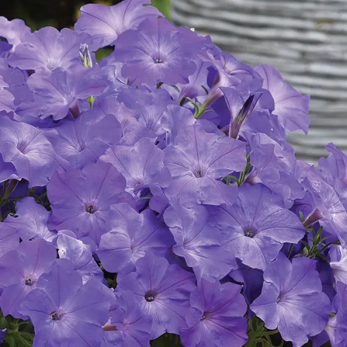 Фото Петуния Изи Вейв F1 Лавандер Скай Блю (Easy Wave F1 Lavender Sky Blue), №2
