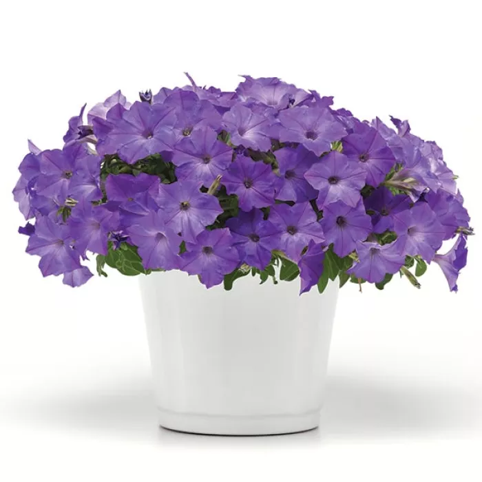Фото Петуния Изи Вейв F1 Лавандер Скай Блю (Easy Wave F1 Lavender Sky Blue), №3