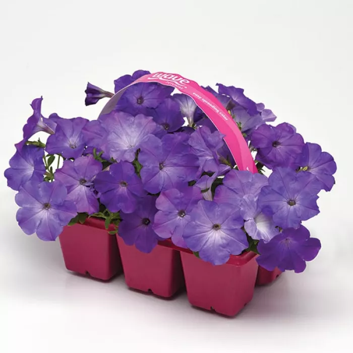 Фото Петуния Изи Вейв F1 Лавандер Скай Блю (Easy Wave F1 Lavender Sky Blue), №4