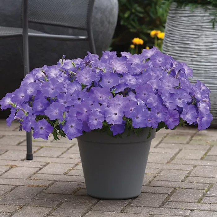 Фото Петуния Изи Вейв F1 Лавандер Скай Блю (Easy Wave F1 Lavender Sky Blue)