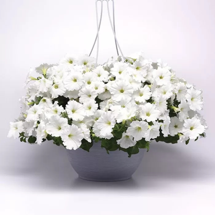 Петунія Ізі Вейв F1 Вайт (Easy Wave F1 White)