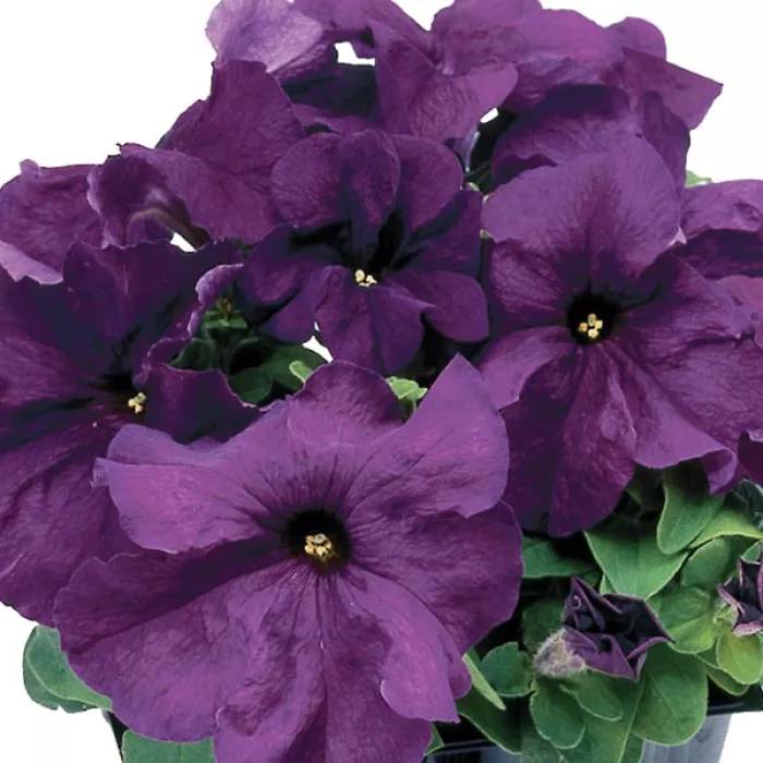 Фото Петуния Лимбо F1 Дип Перпл (Limbo F1 Deep Purple), №2