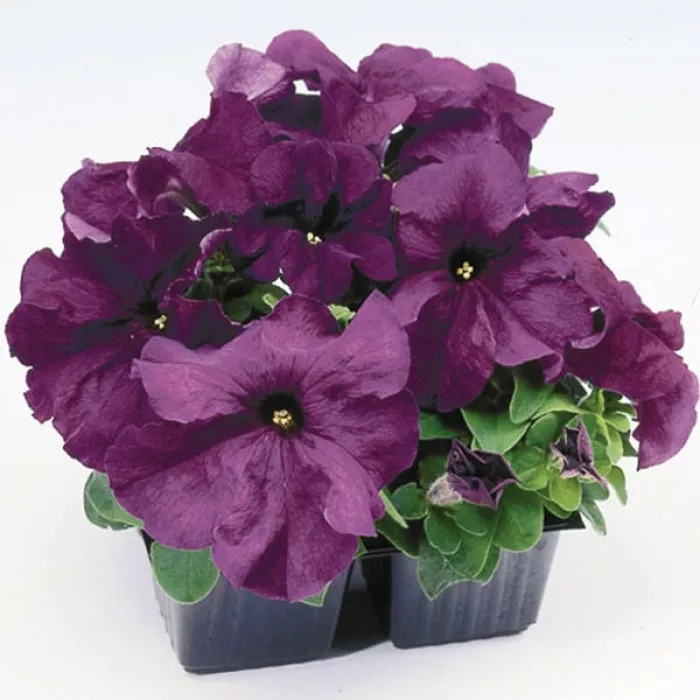Фото Петуния Лимбо F1 Дип Перпл (Limbo F1 Deep Purple)