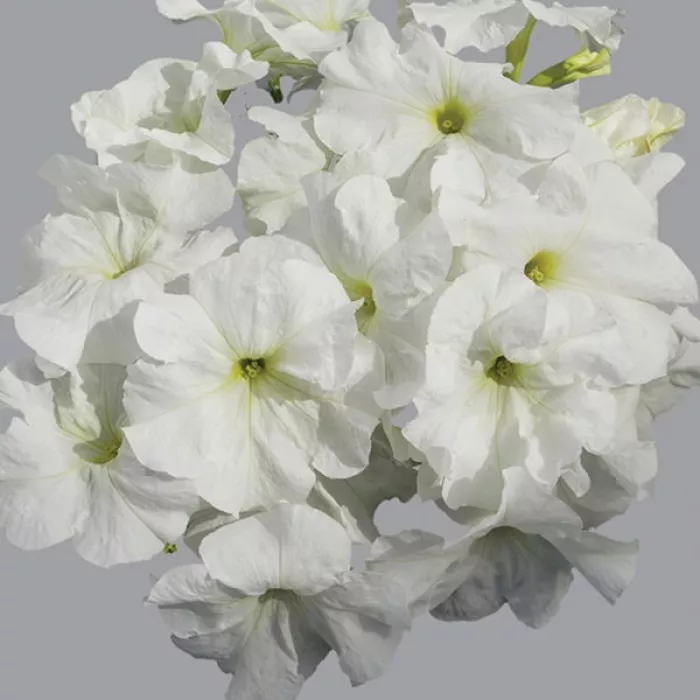 Фото Петунія Лімбо F1 Вайт (Limbo F1 White)
