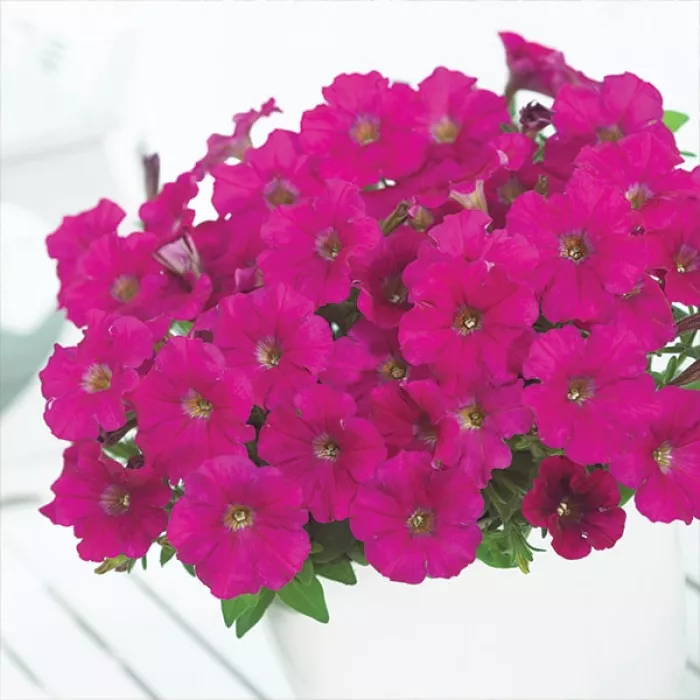 Фото Петунія Пікобелла F1 Кармін (Picobella F1 Carmine), №2