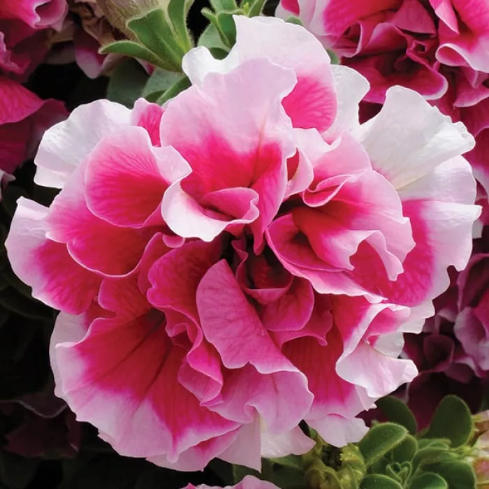 Фото Петуния Пируэт F1 Роуз (Pirouette F1 Rose), №1