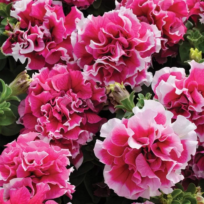 Фото Петуния Пируэт F1 Роуз (Pirouette F1 Rose)