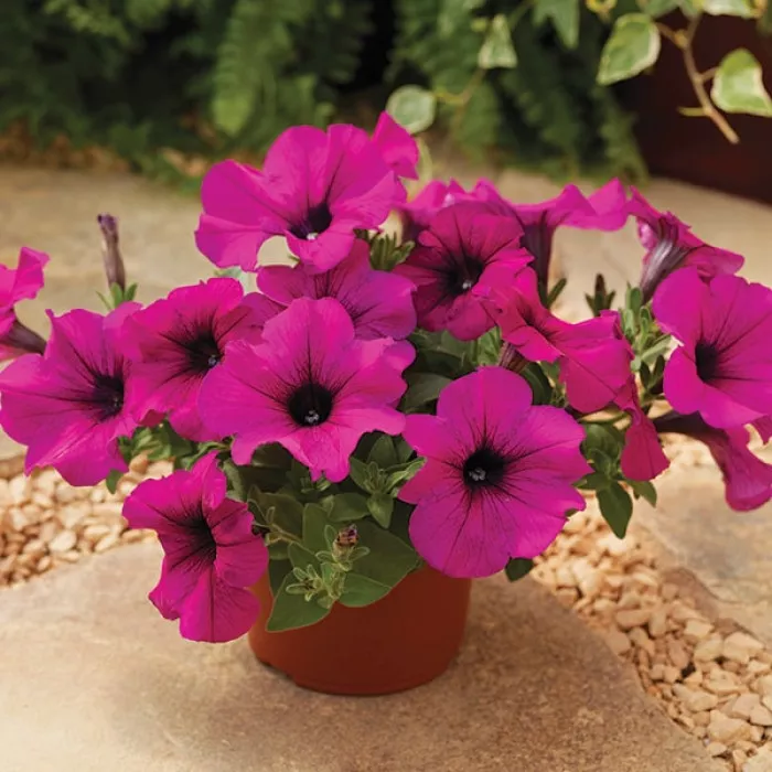 Фото Петуния Плаш F1 Дип Перпл (Plush F1 Deep Purple), №2
