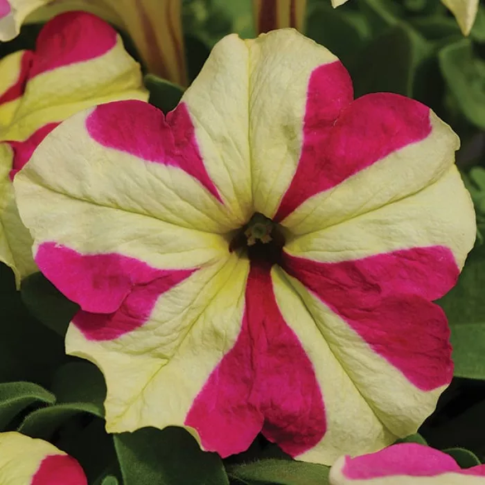 Фото Петуния Софистика F1 Лайм Биколор (Sophistica F1 Lime Bicolor), №1