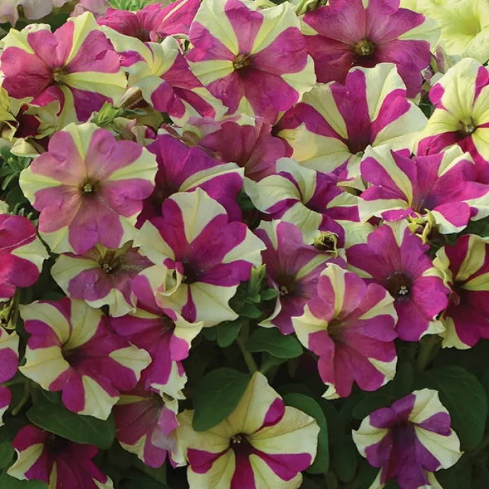Фото Петуния Софистика F1 Лайм Биколор (Sophistica F1 Lime Bicolor), №3