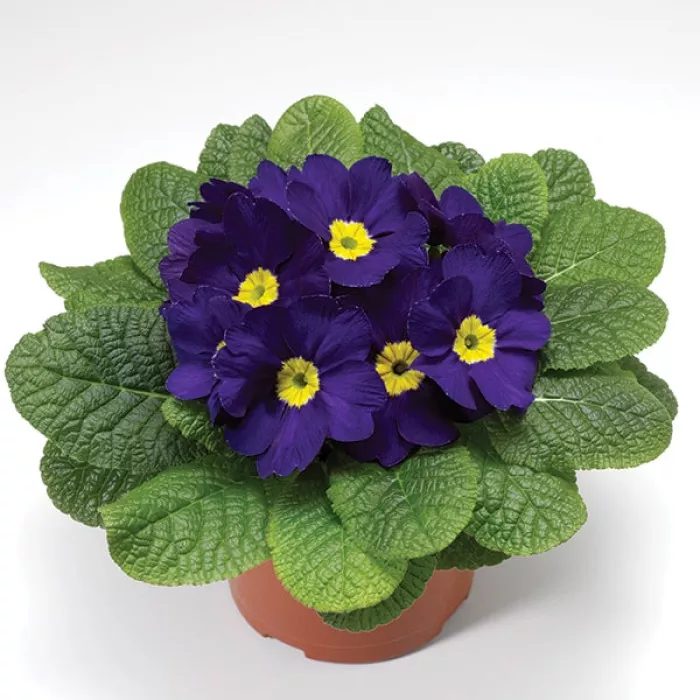 Примула Оріон F1 Блю Покращений (Orion F1 Blue Imp.)