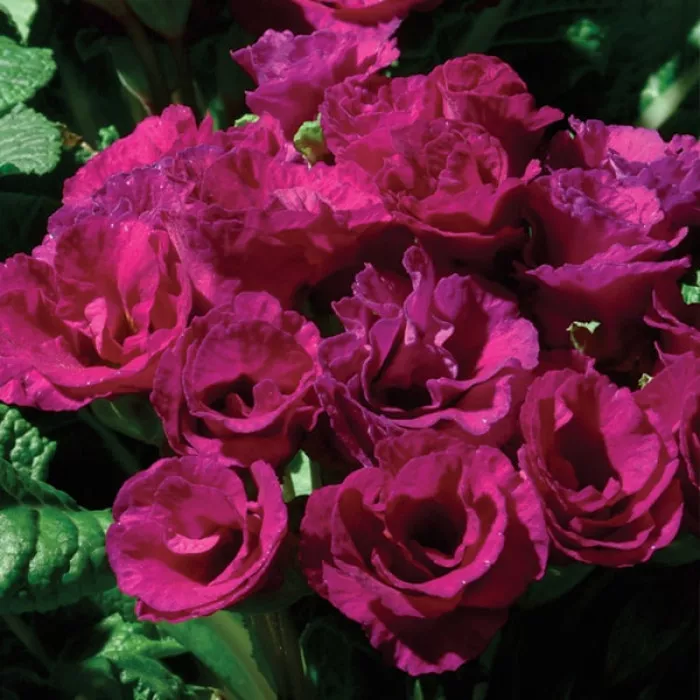 Примула Прімлет Пьорпл (Primlet Purple)