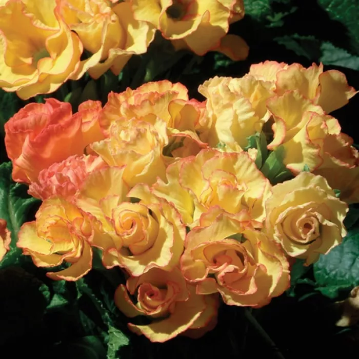 Примула Прімлет Санрайс (Primlet Sunrise)