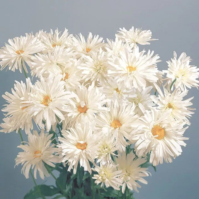 Фото Ромашка Крейзи Дейзи Вайт (Crazy Daisy  White), №3