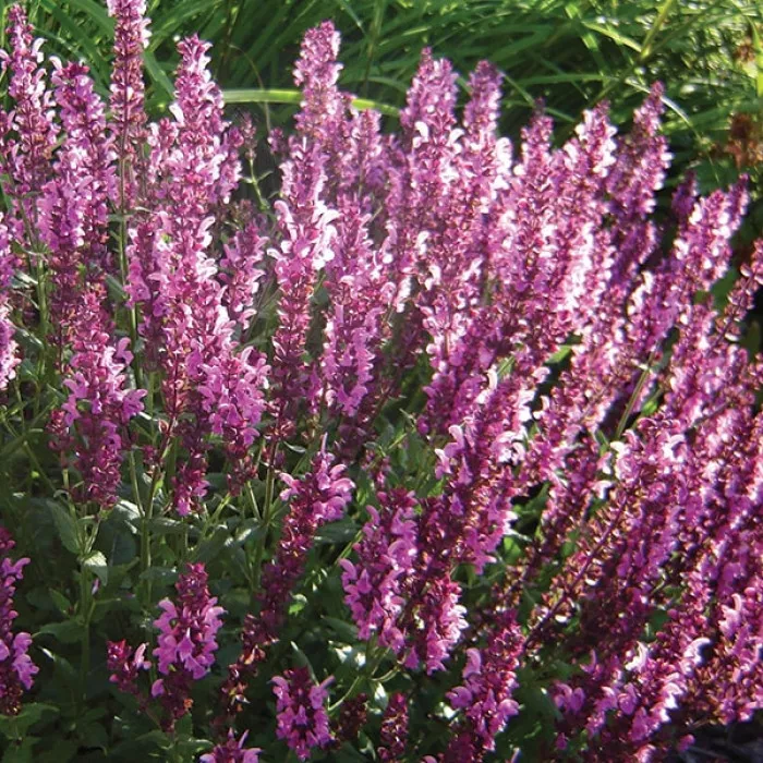 Сальвия Мерло Роуз Компакт (Merleau Rose Compact)