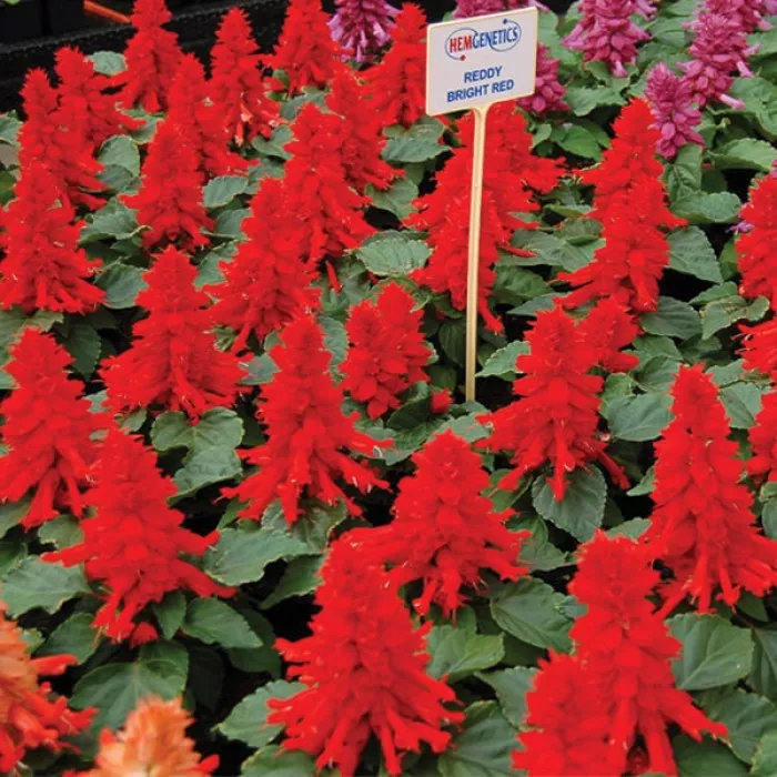 Сальвия Редди Брайт Ред (Reddy Bright Red)