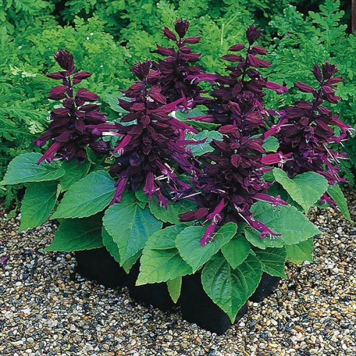 Сальвия Сальса Перпл (Salsa Purple)
