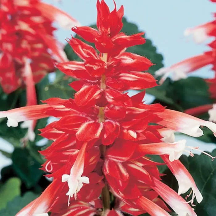 Фото Сальвия Сальса Скарлет Биколор (Salsa Scarlet Bicolor)