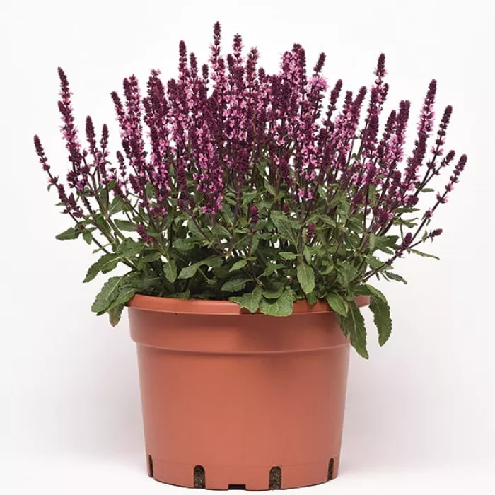 Сальвія Нью Діменшн Роуз (New Dimension Rose)