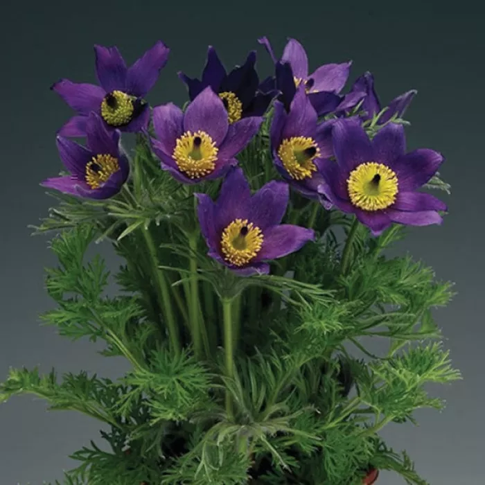 Сон-трава Пінвіл Блю Вайлет Шейдс (Pinwheel Blue Violet Shades)