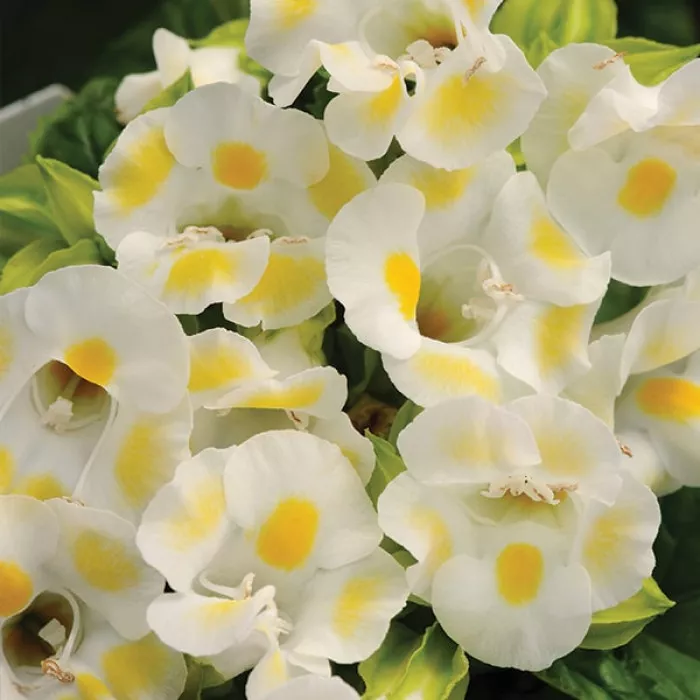 Торения Каваи Лемон Дроп (Kauai Lemon Drop)