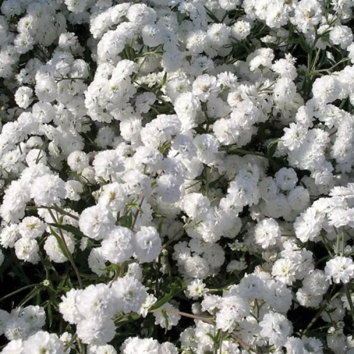 Фото Тысячелистник Маршмеллоу Вайт (Marshmallow White), №1