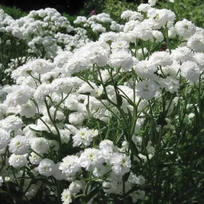 Фото Тысячелистник Маршмеллоу Вайт (Marshmallow White), №2