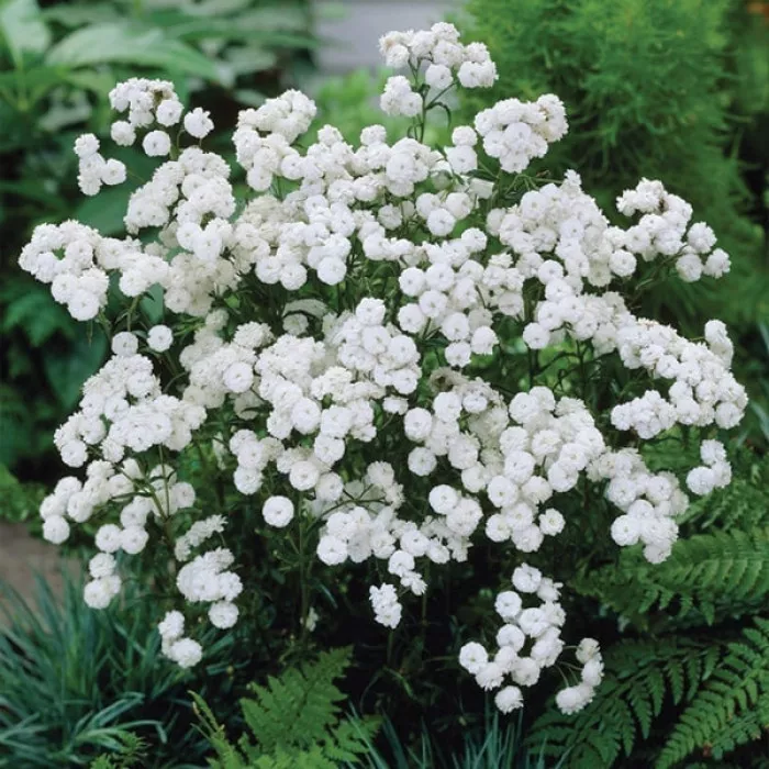 Фото Тысячелистник Маршмеллоу Вайт (Marshmallow White)