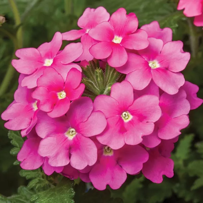 Фото Вербена Обсешн Каскад F1 Пінк Шейдс (Obsession Cascade F1 Pink Shades), №1