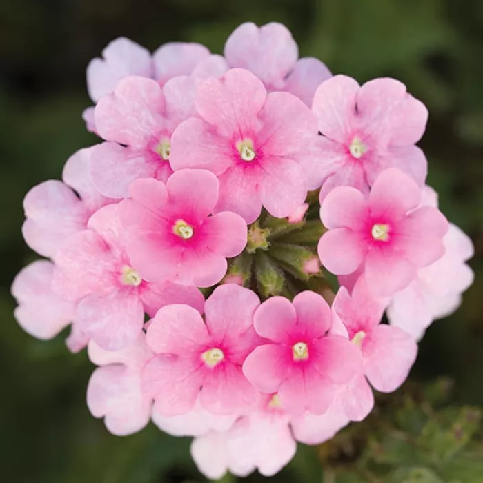 Фото Вербена Обсешн Каскад F1 Пінк Шейдс (Obsession Cascade F1 Pink Shades), №2