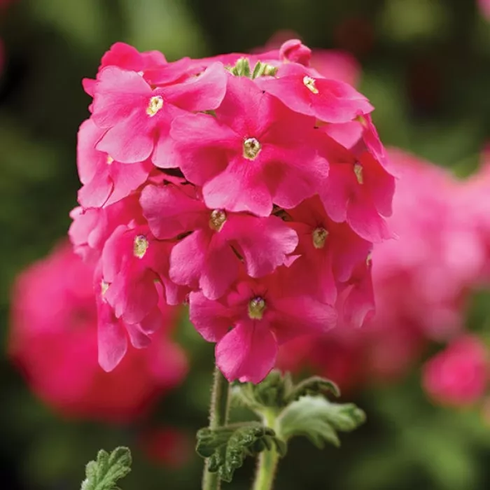 Фото Вербена Обсешн Каскад F1 Пінк Шейдс (Obsession Cascade F1 Pink Shades), №4