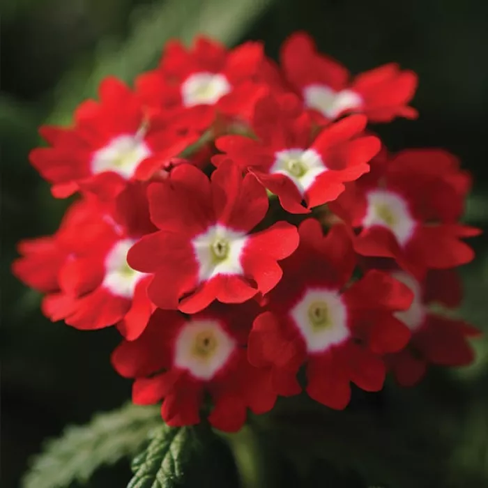 Фото Вербена Кварц Ред виз Ай (Quartz XP Red with Eye)